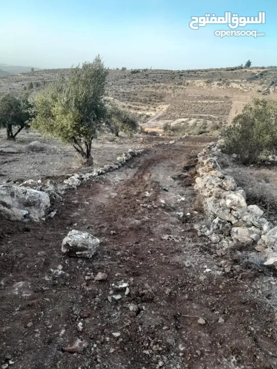 ارض زيتون للبيع