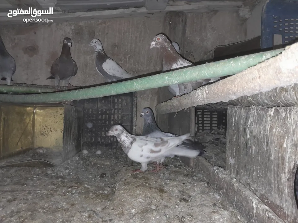 حمام بغدادي حوالى13 وحمام مشكل عدد20 وديوك عدد4