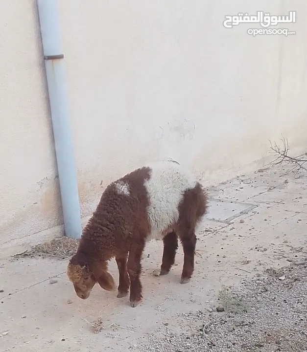 حلال للبيع