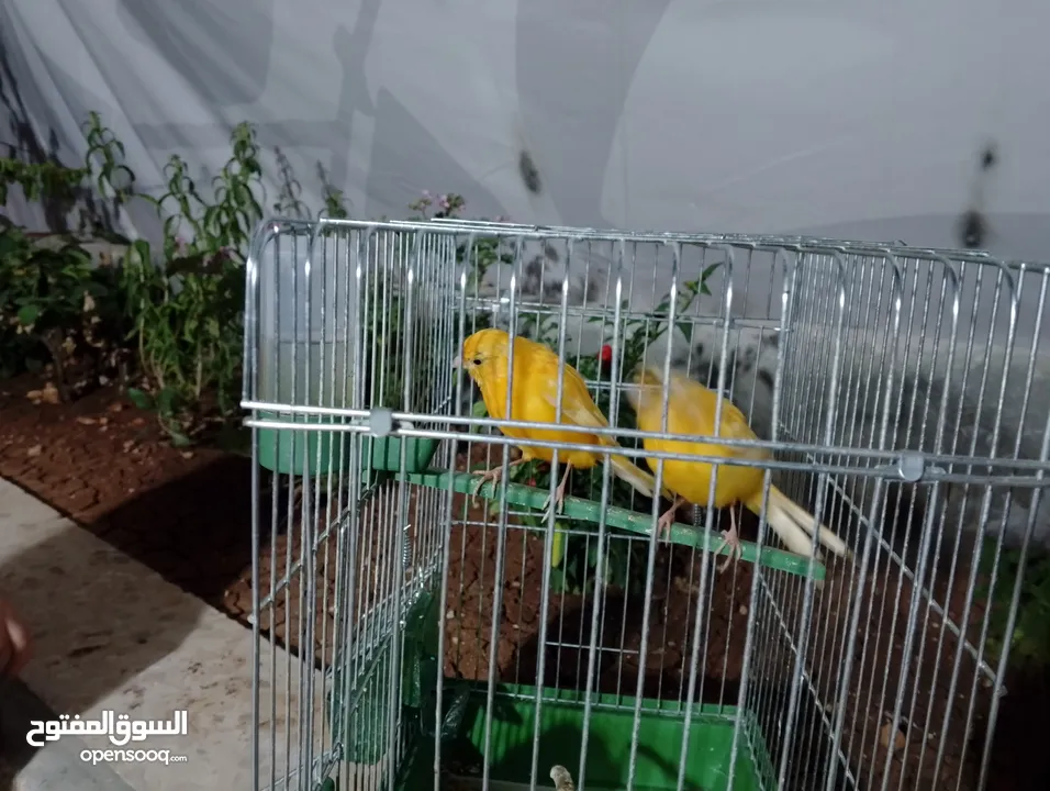 عصافير كنار