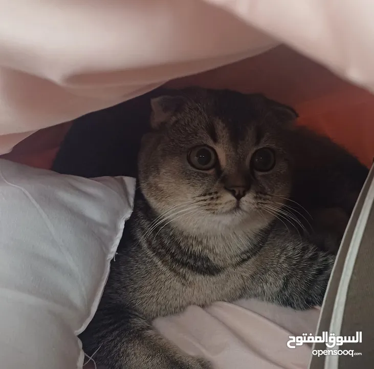 سكوتش فولد scottish fold