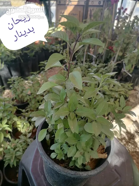 اشتال للبيع يتوفر اشتال منوعه وجميله