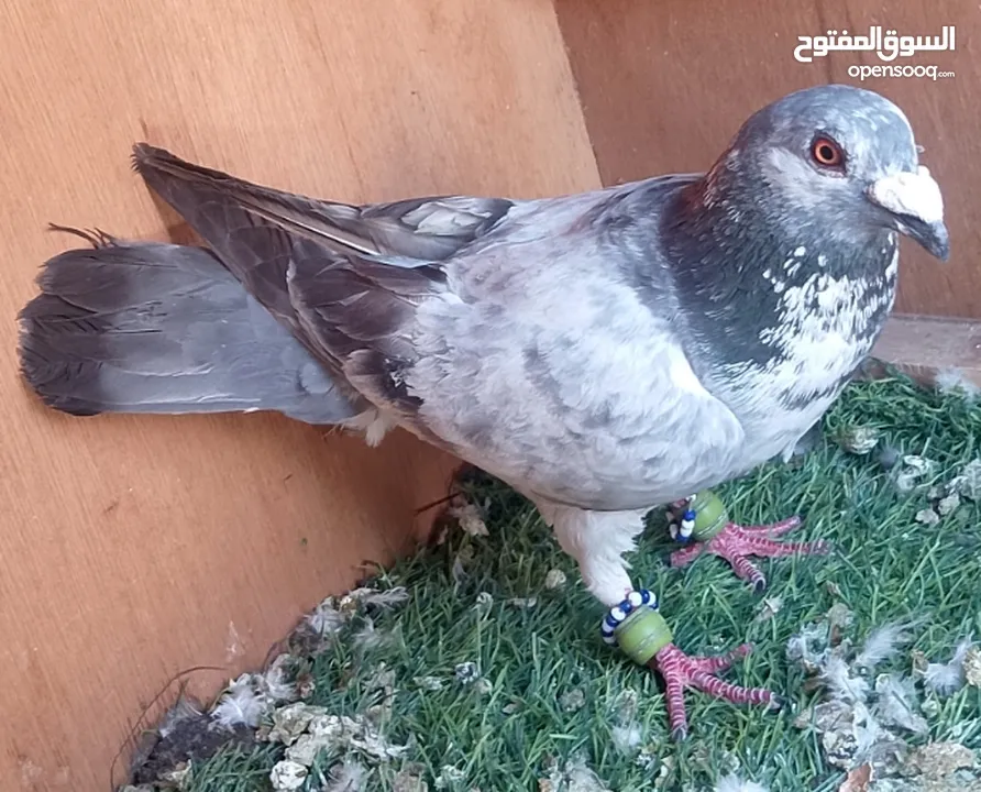 حمام للبيع