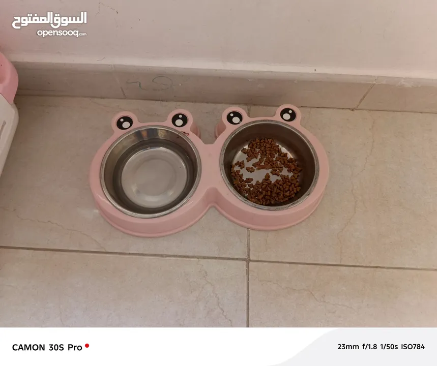 للبيع قط سكوتش فولد