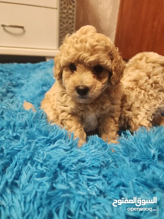 Toy Poodle Puppies