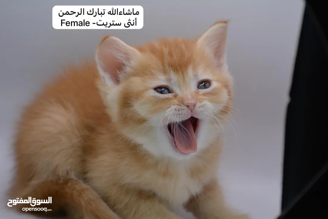 سكوتش كيتن فولد وستريت الوان مميزه ليلك ومشمشي وغيرها 15 كيتن