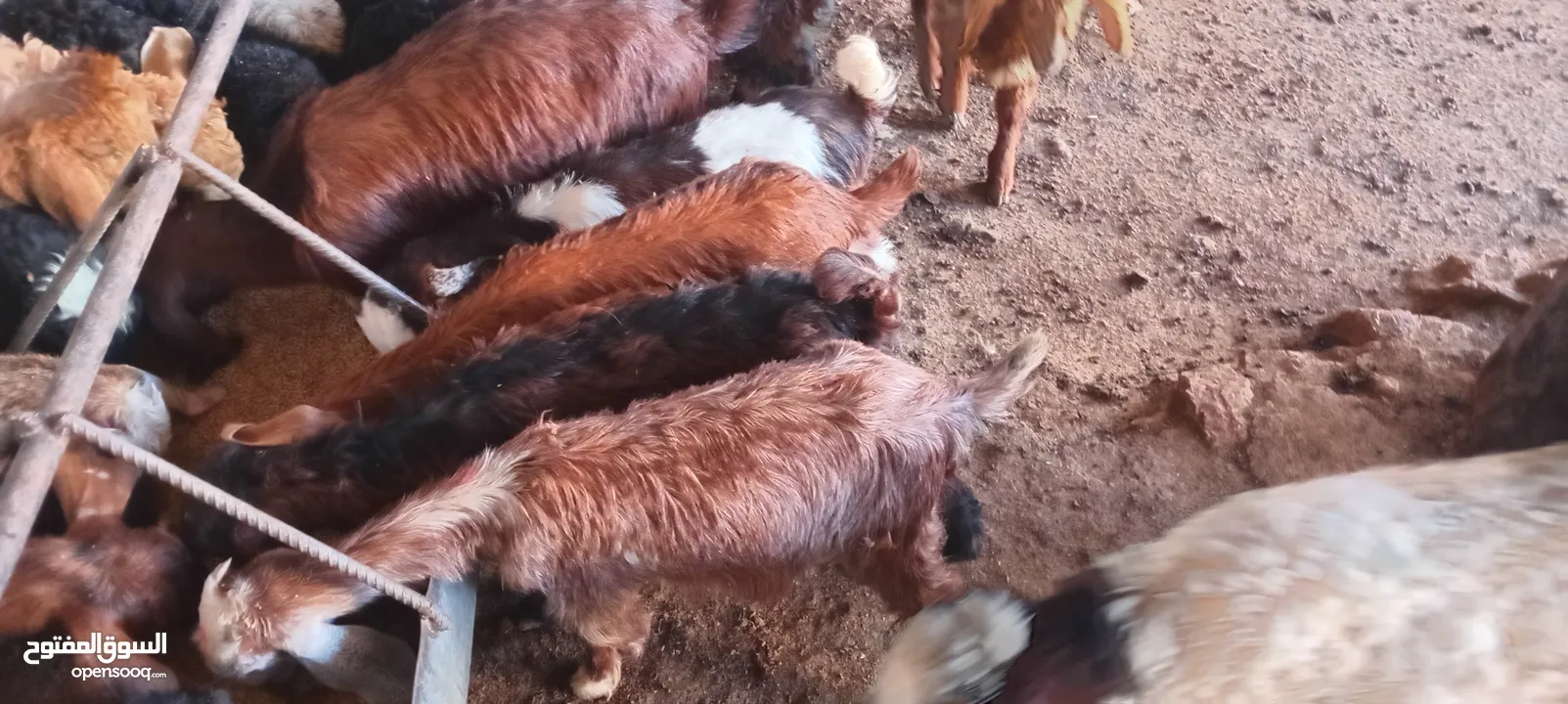 سخلات البيع