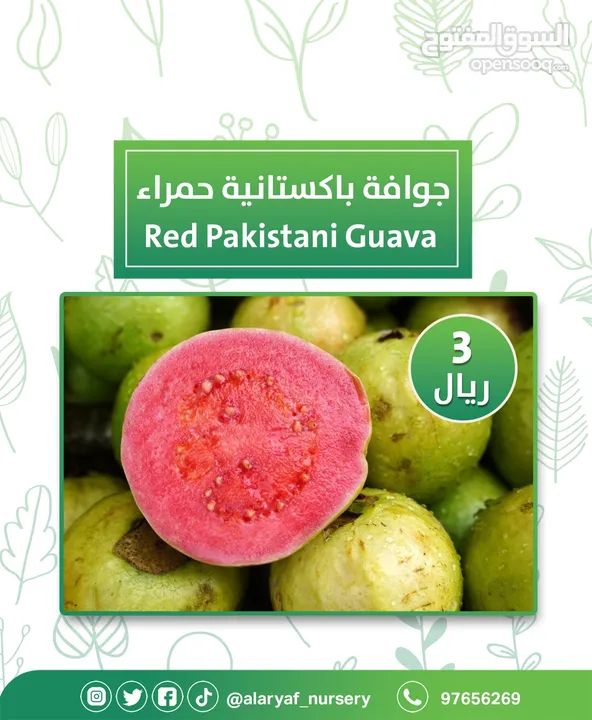 شتلات وأشجار الجوافة من مشتل الأرياف أسعار منافسة الأفضل في السوق  امرود کا درخت  guava