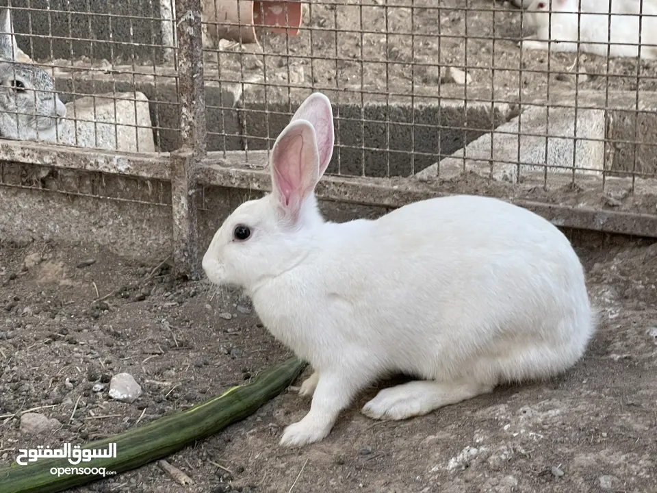 للبيع أرانب زوج اللون أبيض