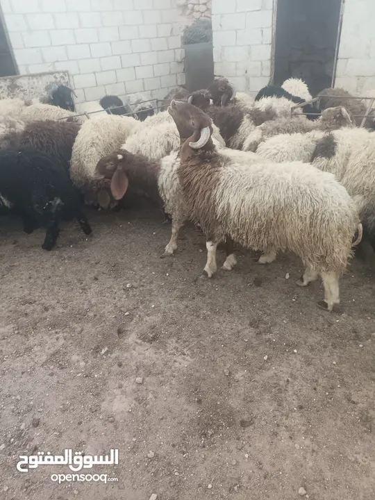 أضاحي الوزن الكيلو 5.50