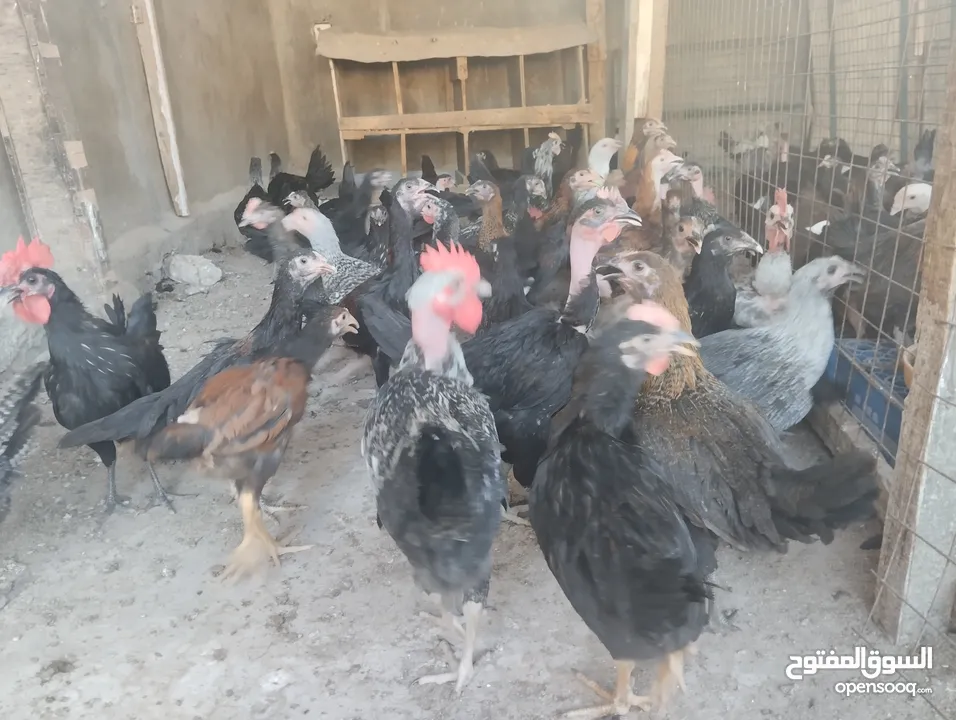 فراخ بلدي للبيع