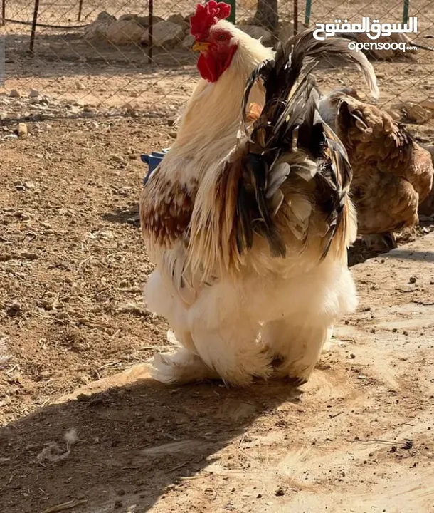 للبيع ديوك براهمه