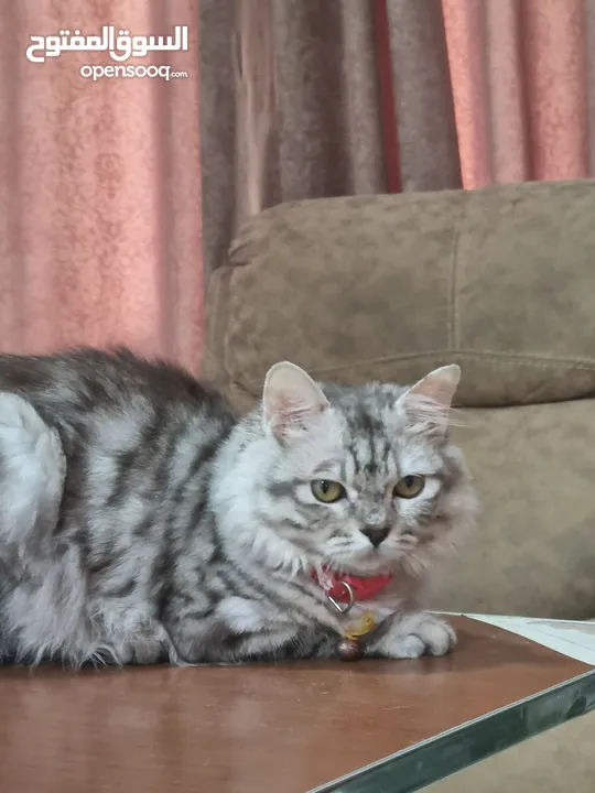 Adorable Turkish Angora Kitten (5 Months Old)