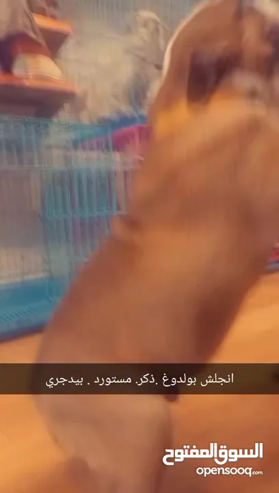 انجلش بولدوغ مميز بيدجر
