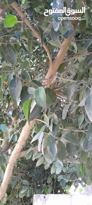 شجره مطاط زينا