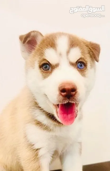 Huskiy puppy 2 months old