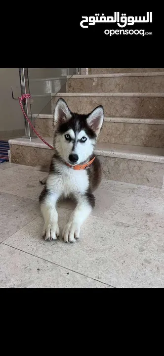 للبيع كلب هاسكي هاسكي نقي. For sale, purebred Husky dog