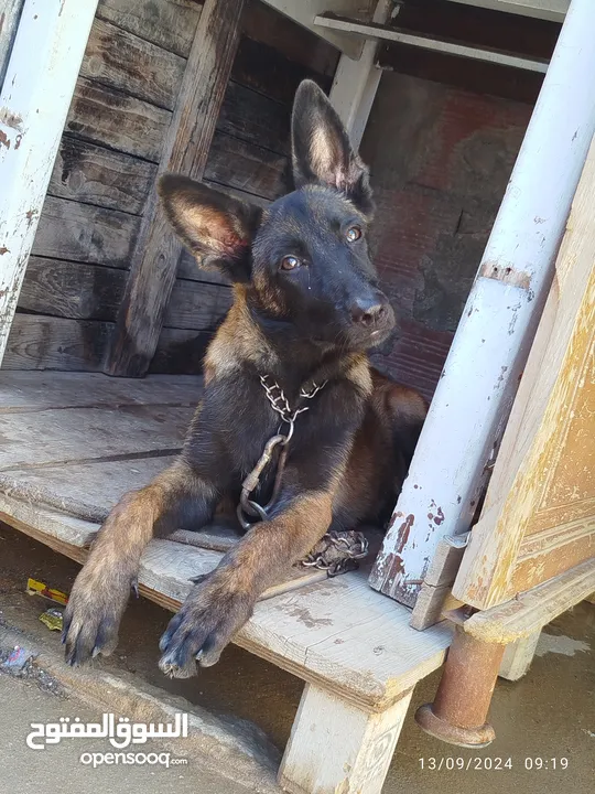 malinois charbonne