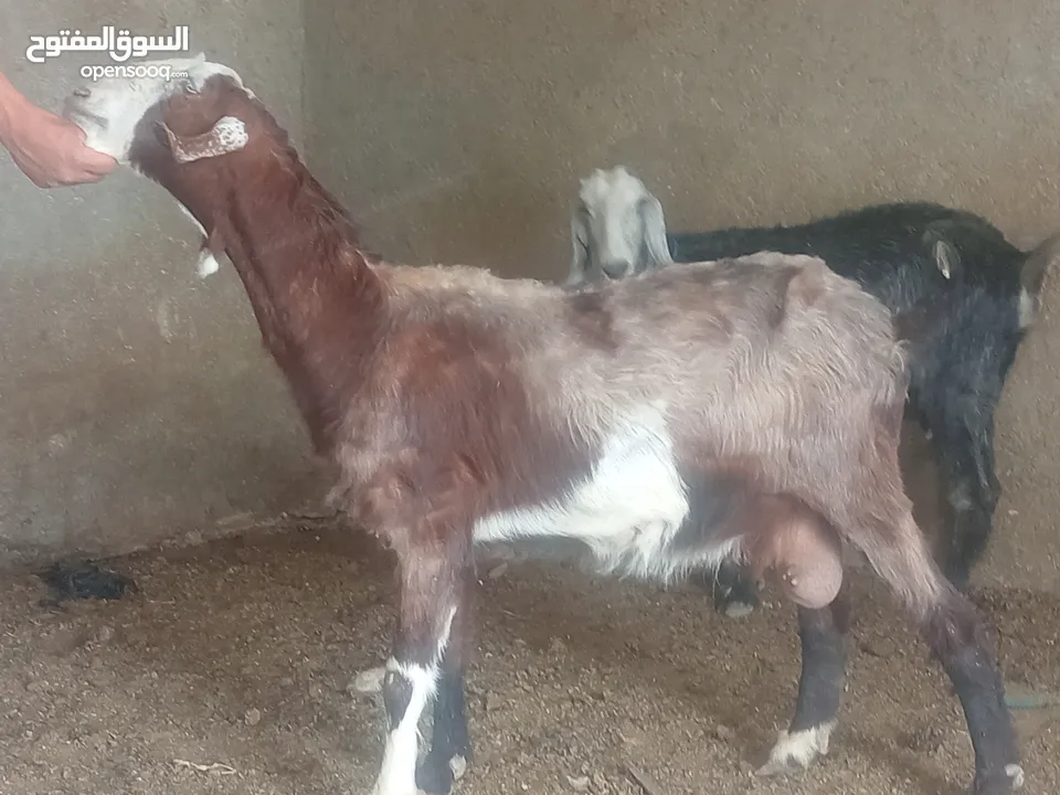 بسم الله الرحمن ارحيم معز فل لحم وسن صغير ضحايه