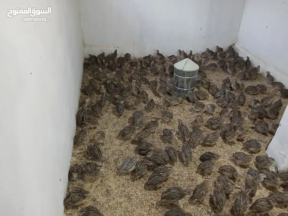متوفر لدينا  فري (السمان) ذبخ +بياض