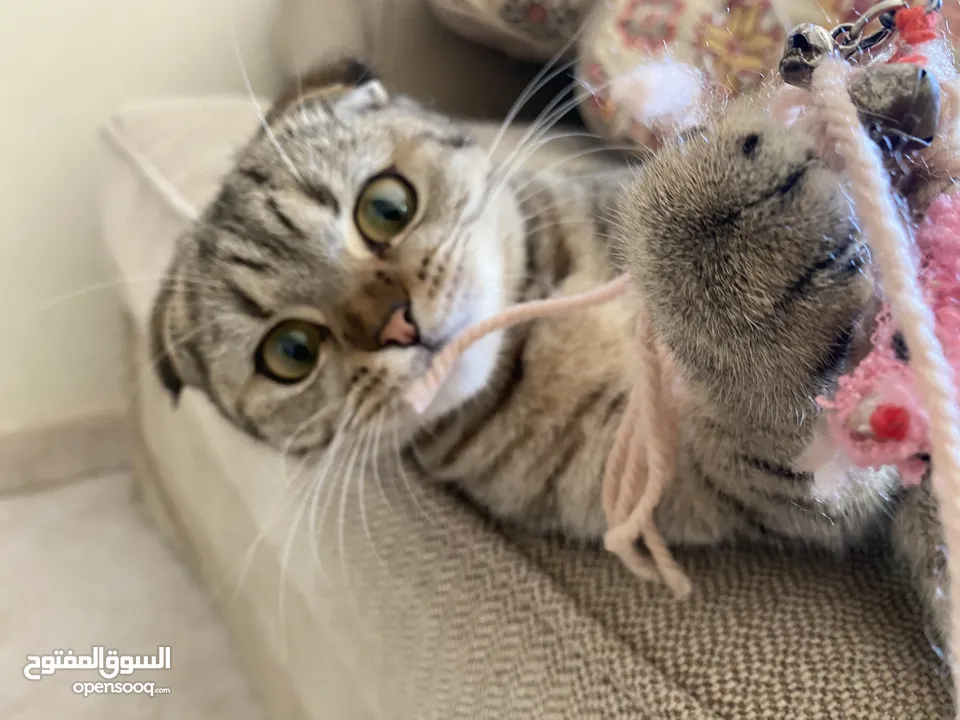 Female Scottish fold marble cat for sale  pure breads