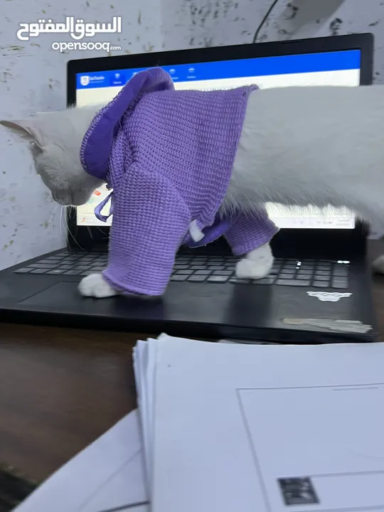 قطه مكس أنثى عمرها 3 اشهر ونص  للتبني