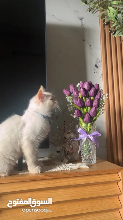 قط همالايا اورانج عمر 6 شهور