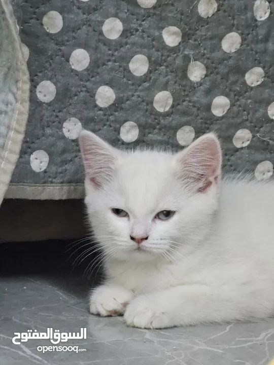 Adorable British Shorthair Kittens Looking for Their Forever Homes – Ready to Join Your Family