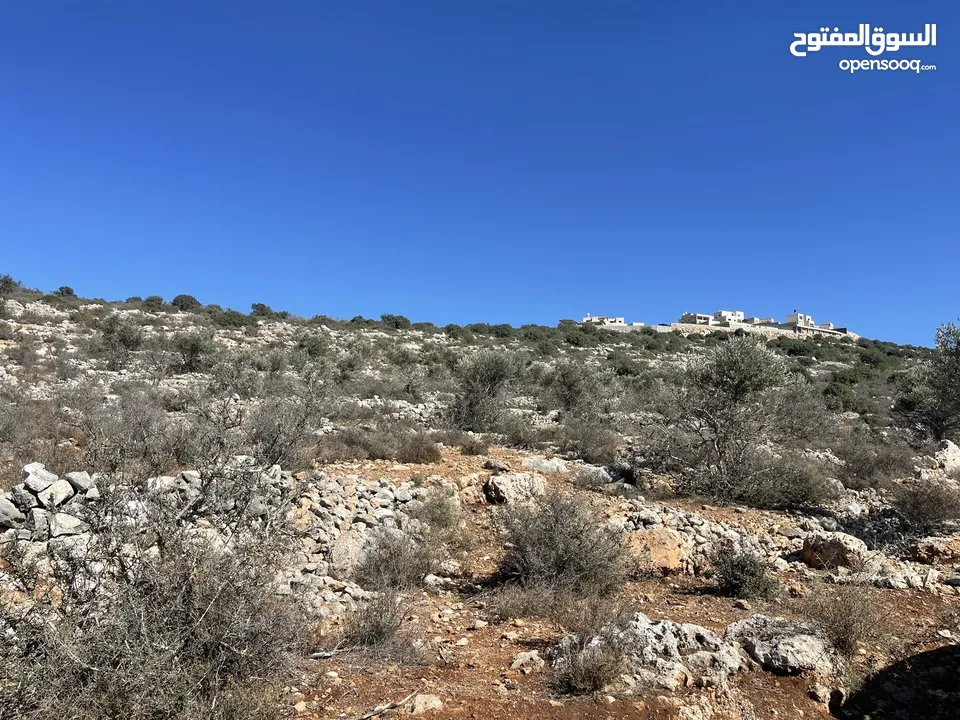 تملك قطعة ارض 5 دونم في اعلى جبال بني زيد طابو فلسطيني A والتنازل مباشرة