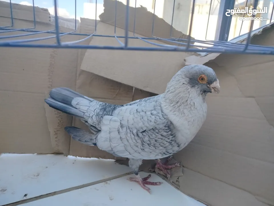 حمام بلدي وانواع اخره   بحاله ممتازة شغالات 14جوز وهاي بعض الصور