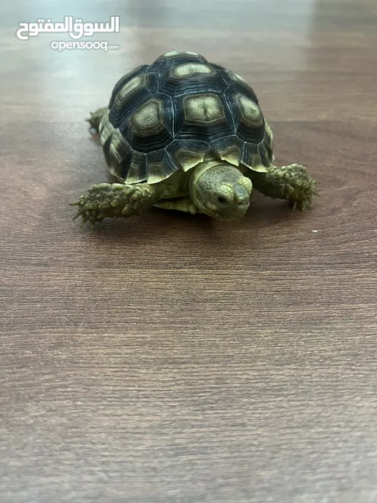 African Spurred tortoise