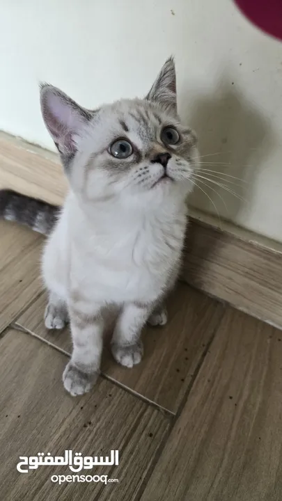 Scottish fold  kitten 3 month old