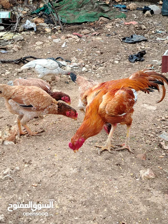 متاح بيض باكستاني خط اول..