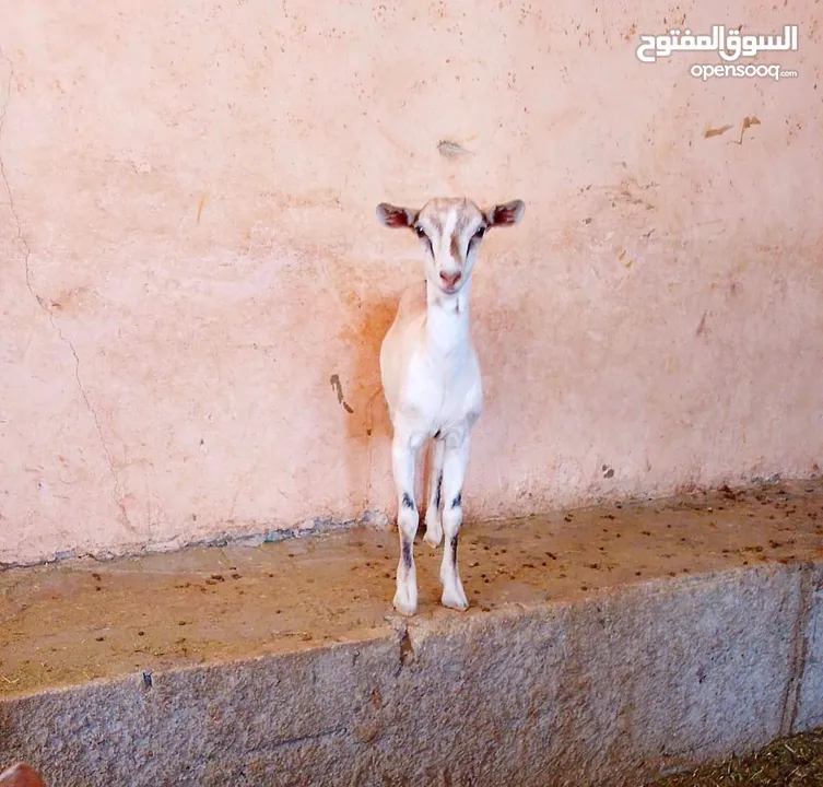 صلالي مقزم الاصلي سخال غزلاني