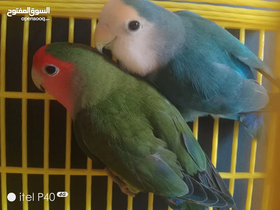 متاح جوز روز للبيع و جوز حب هوقو رومو فل وردات