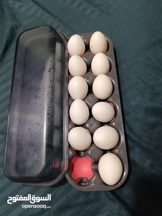 egg Tray pair (set of two)