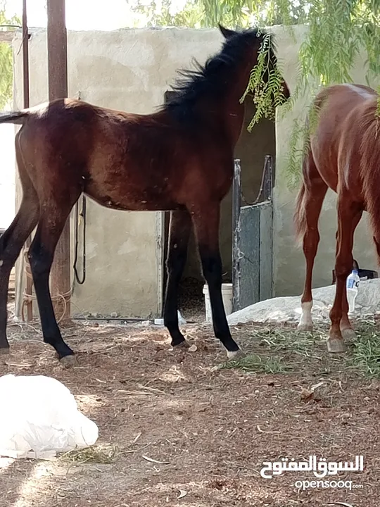 مهر عربي غير مسجل