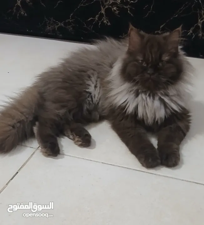 قطط للبيع نوع شانشلا