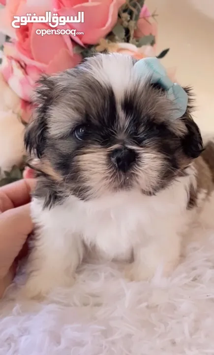 Purebred shihtzu