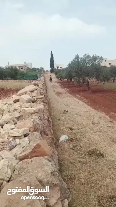 .حصان نخب اول قرائة الوصف