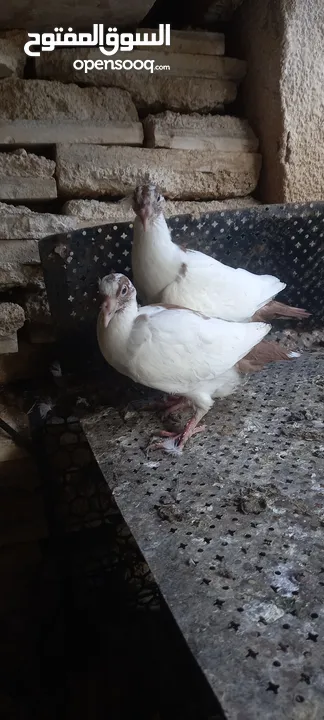 جواز حمام شغاله  للبيع  الكوم  17 حبه سعر الحبه دينارين من الاخر