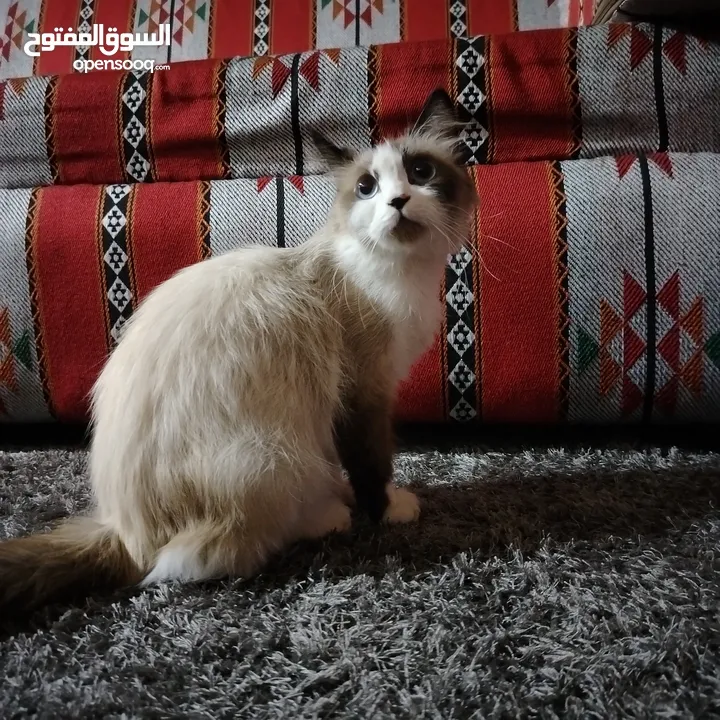 قطه رادغول للبيع