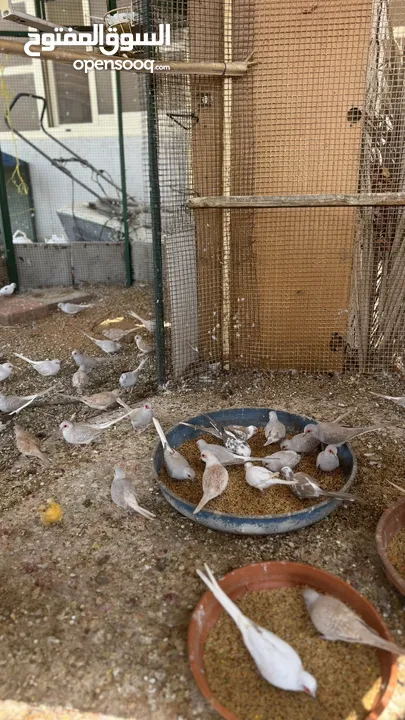 Dove bird pigeon دوف مكس للمهتمين للتربية منتج