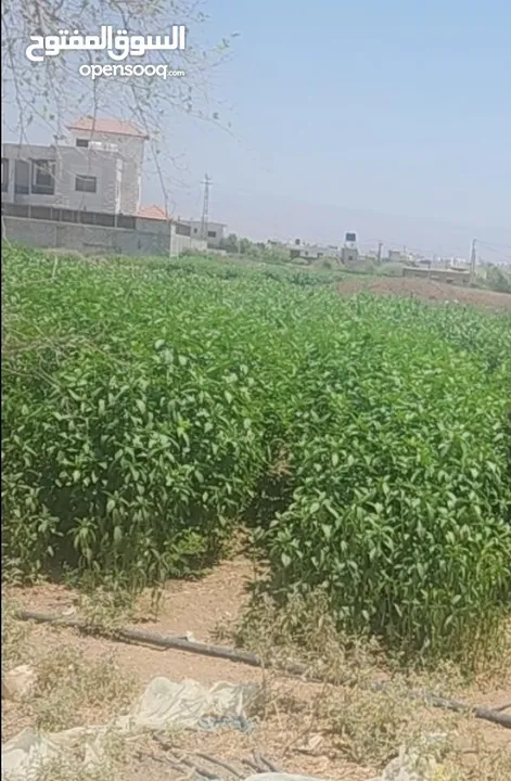 دنم و38 متر
