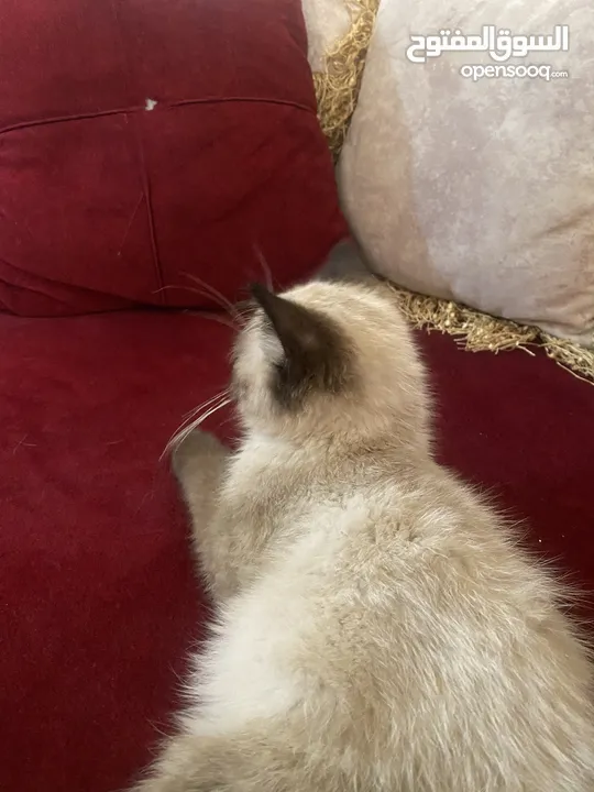 قطة هملايا انثى العمر شهرين للبيع