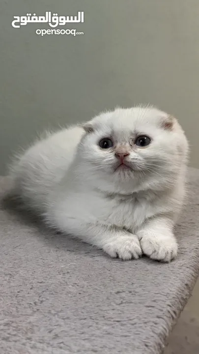 Scottish fold female  انثى سكوتش فولد