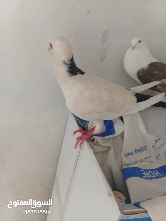 0حمام  طوابير تنتين منفاخ قلم وعجميه ذنبها اعصر شغلات ويوجد كمان غيرهن 19بين طوابير وفخول زق وكش