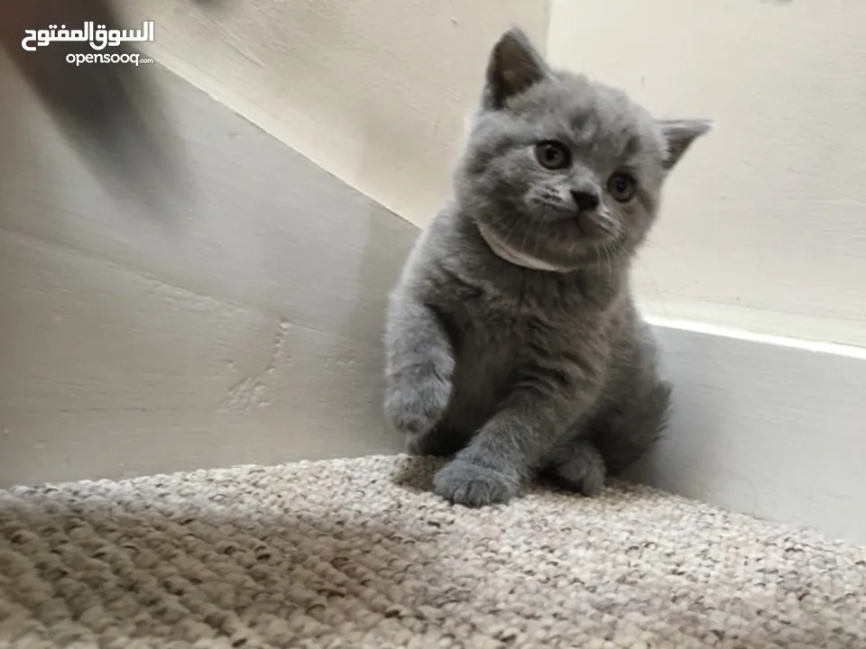 British Short hair Kitten