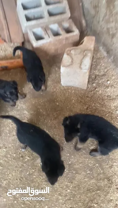 جراو جيرمن مستوى عالي وحبات بتجنن 35 يوم