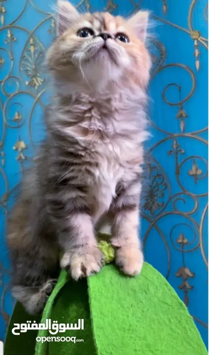 Long haired Persian kittens for sale